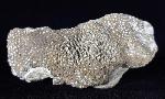 Alveolites sp. LAMARCK 1801 + Pygidium einer Calymene - Bild © FossNet FossilienStore